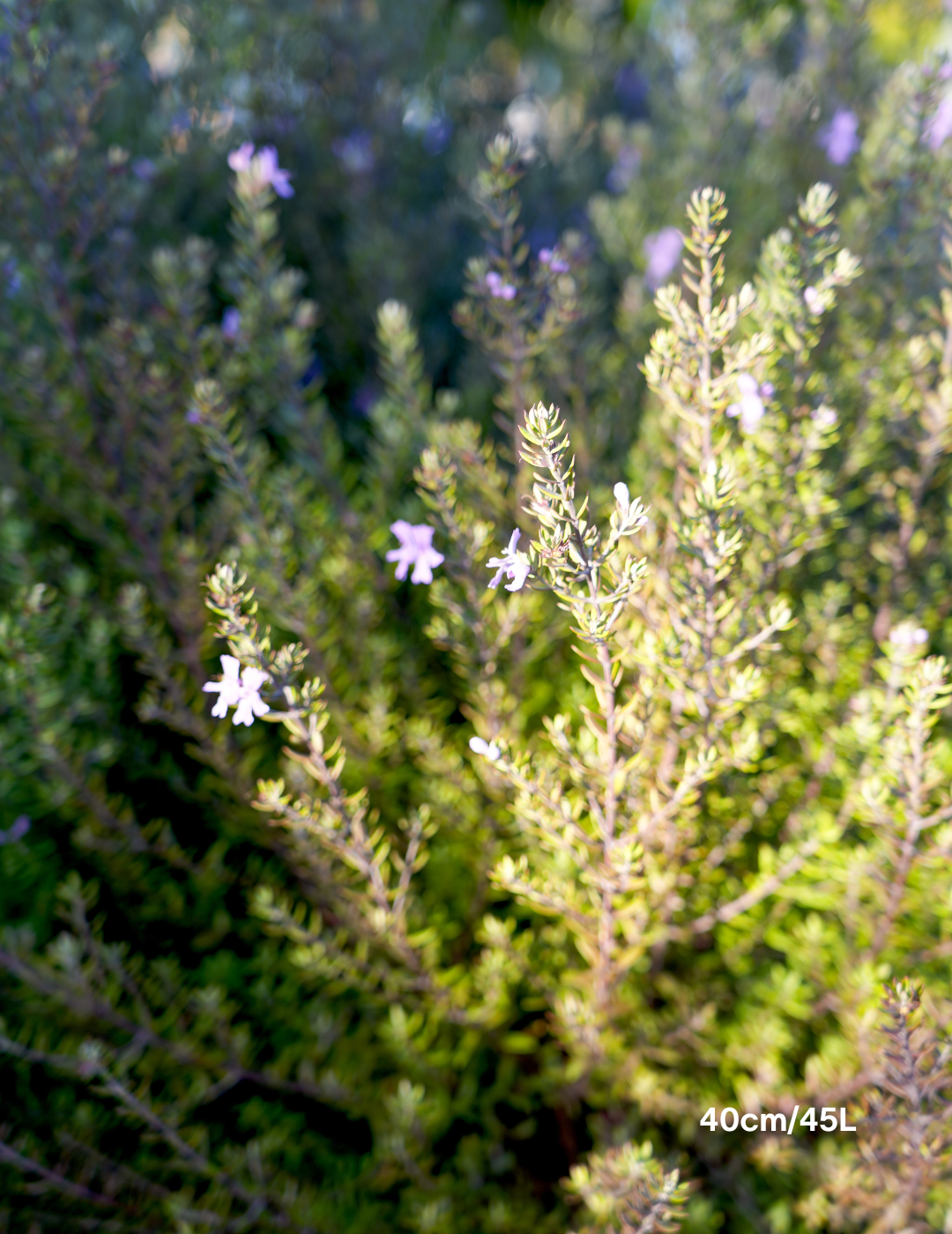 Westringia ‘Wynyabbie Blue’ – Wynyabbie Blue Coastal Rosemary