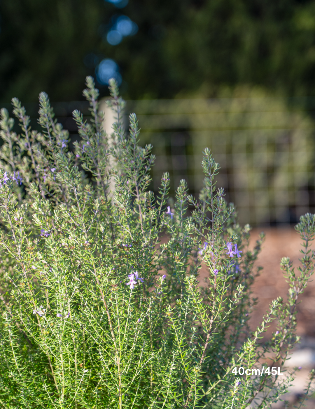 Westringia ‘Wynyabbie Blue’ – Wynyabbie Blue Coastal Rosemary