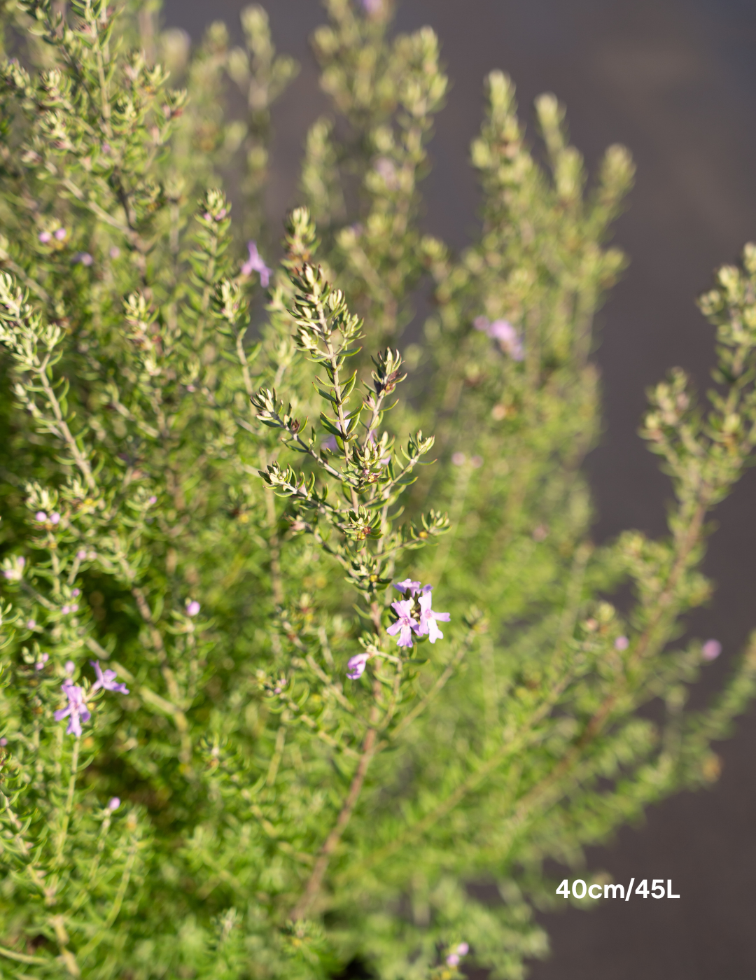 Westringia ‘Wynyabbie Blue’ – Wynyabbie Blue Coastal Rosemary - Evergreen Trees Direct