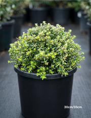 Westringia fruticosa 'Zena' – Compact Coastal Rosemary
