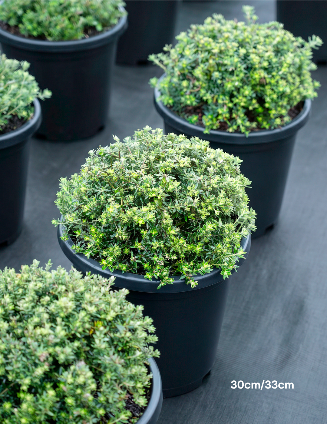 Westringia fruticosa 'Zena' – Compact Coastal Rosemary