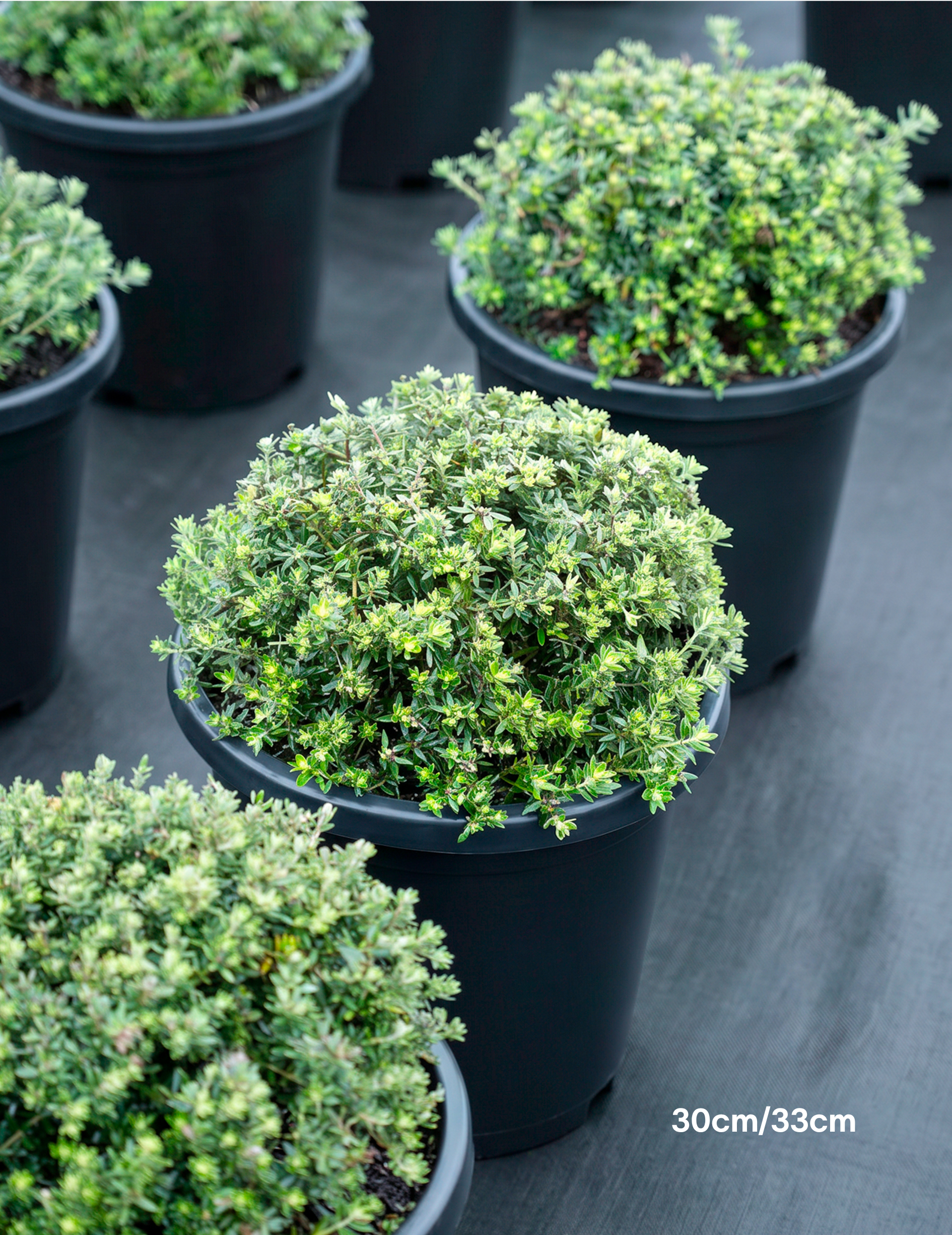 Westringia fruticosa 'Zena' – Compact Coastal Rosemary