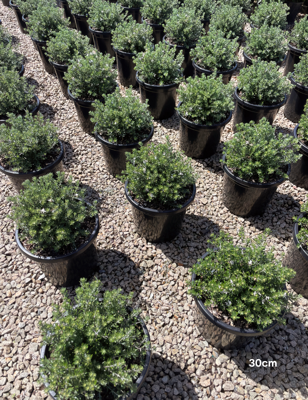 Westringia fruticosa – Coastal Rosemary - Evergreen Trees Direct