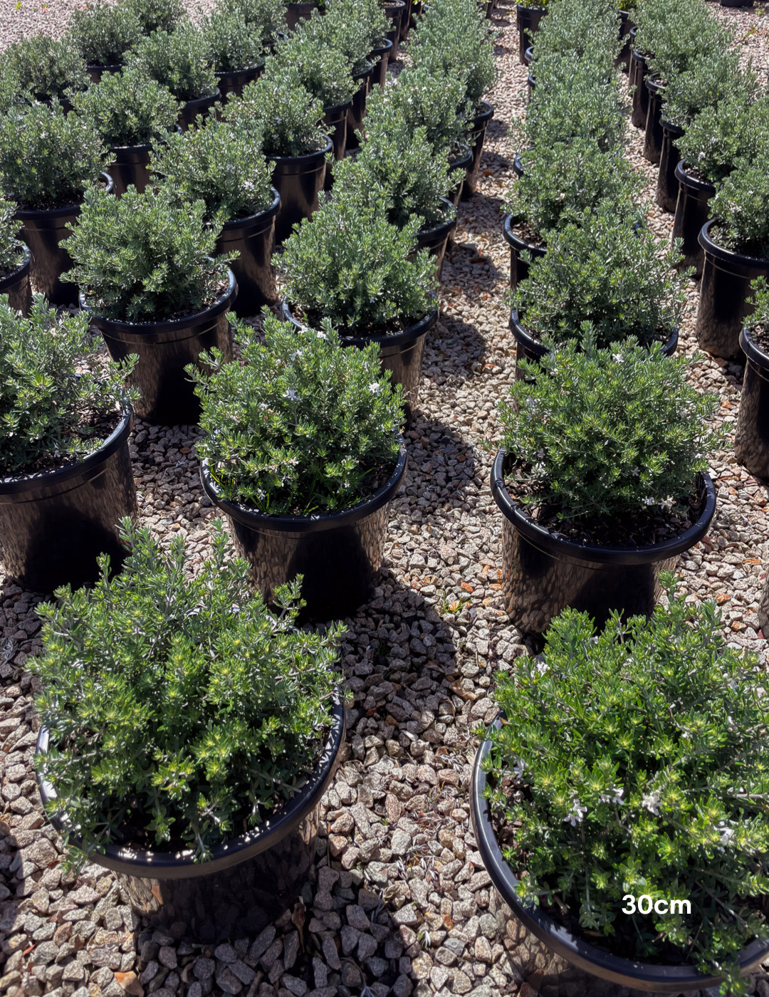 Westringia fruticosa – Coastal Rosemary