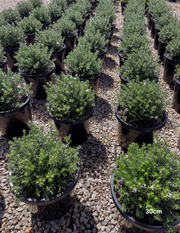 Westringia fruticosa – Coastal Rosemary - Evergreen Trees Direct