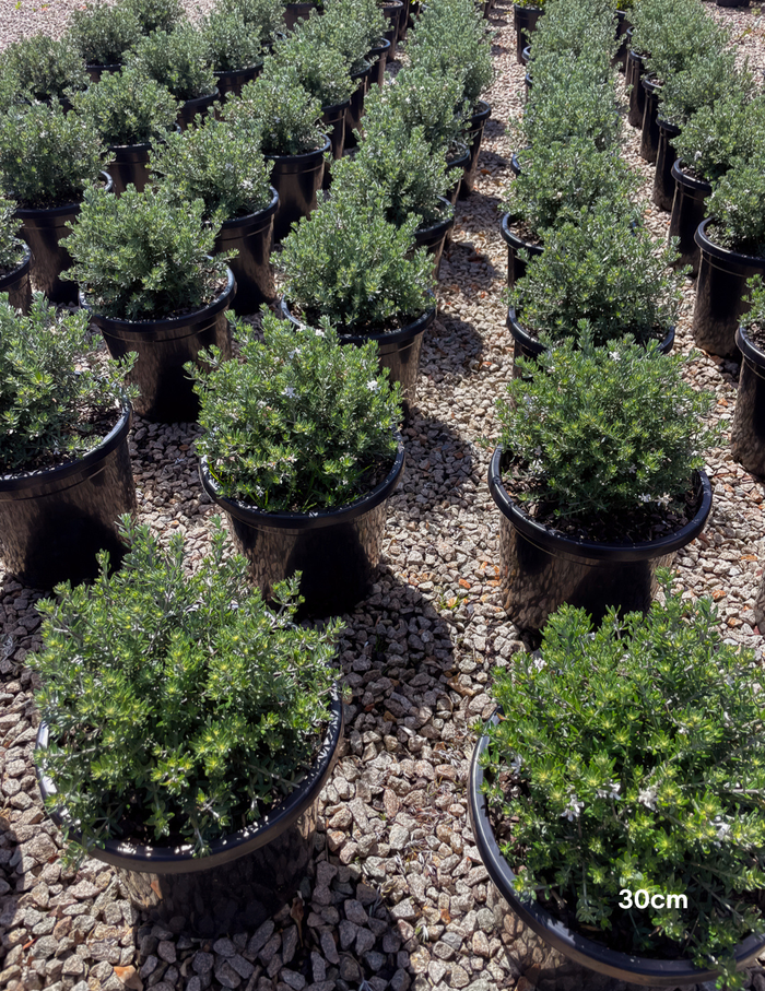 Westringia fruticosa – Coastal Rosemary - Evergreen Trees Direct