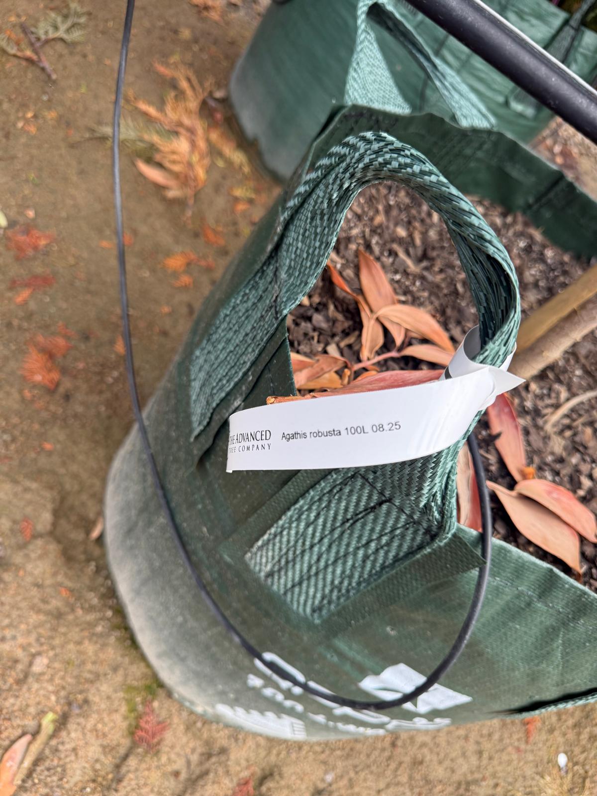 Agathis robusta - Evergreen Trees Direct