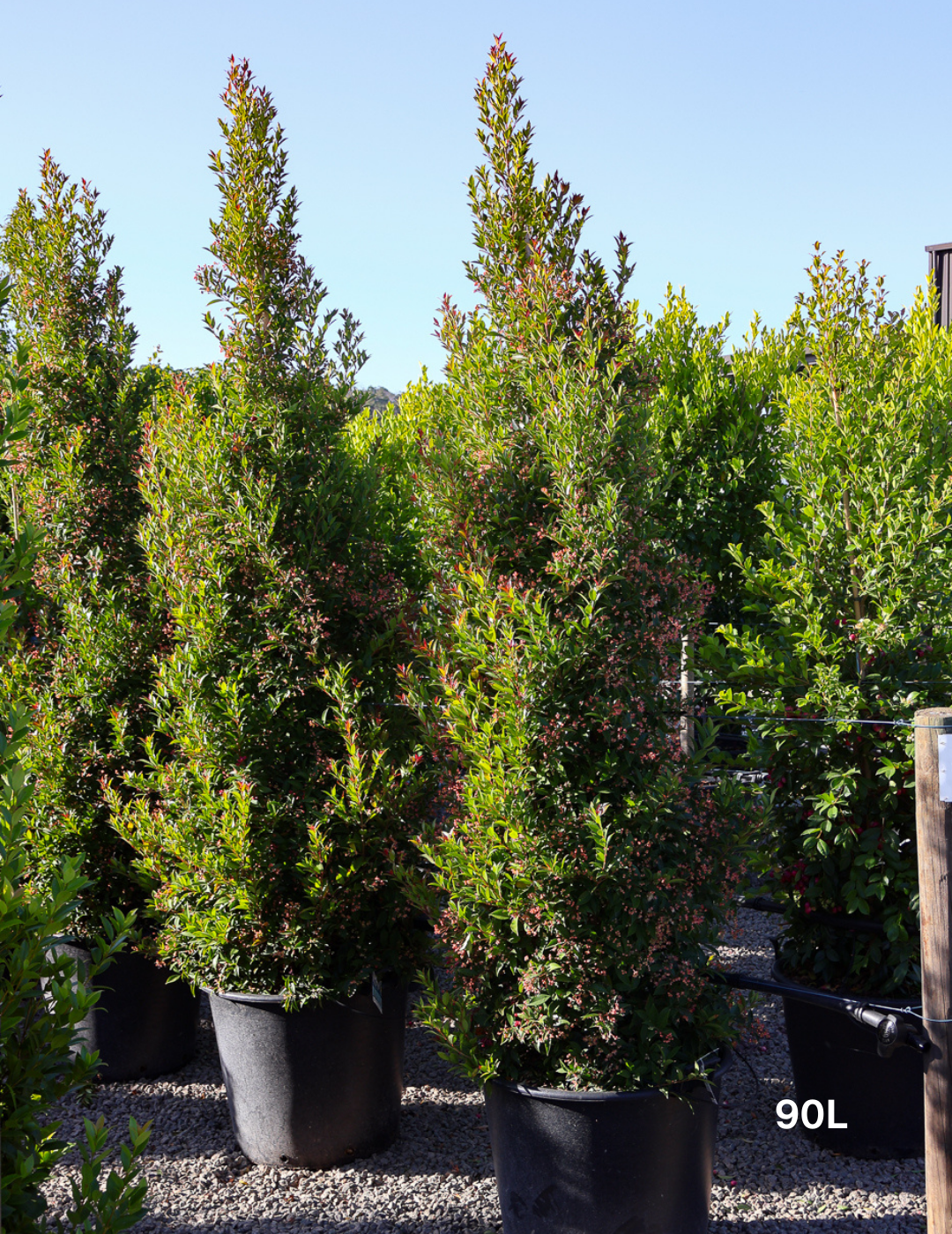 Syzygium australe 'Winter Lights' - Lilly Pilly - Evergreen Trees Direct