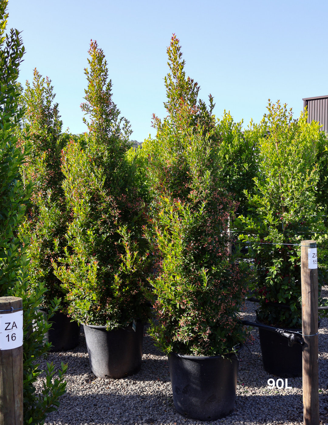 Syzygium australe 'Winter Lights' - Lilly Pilly - Evergreen Trees Direct