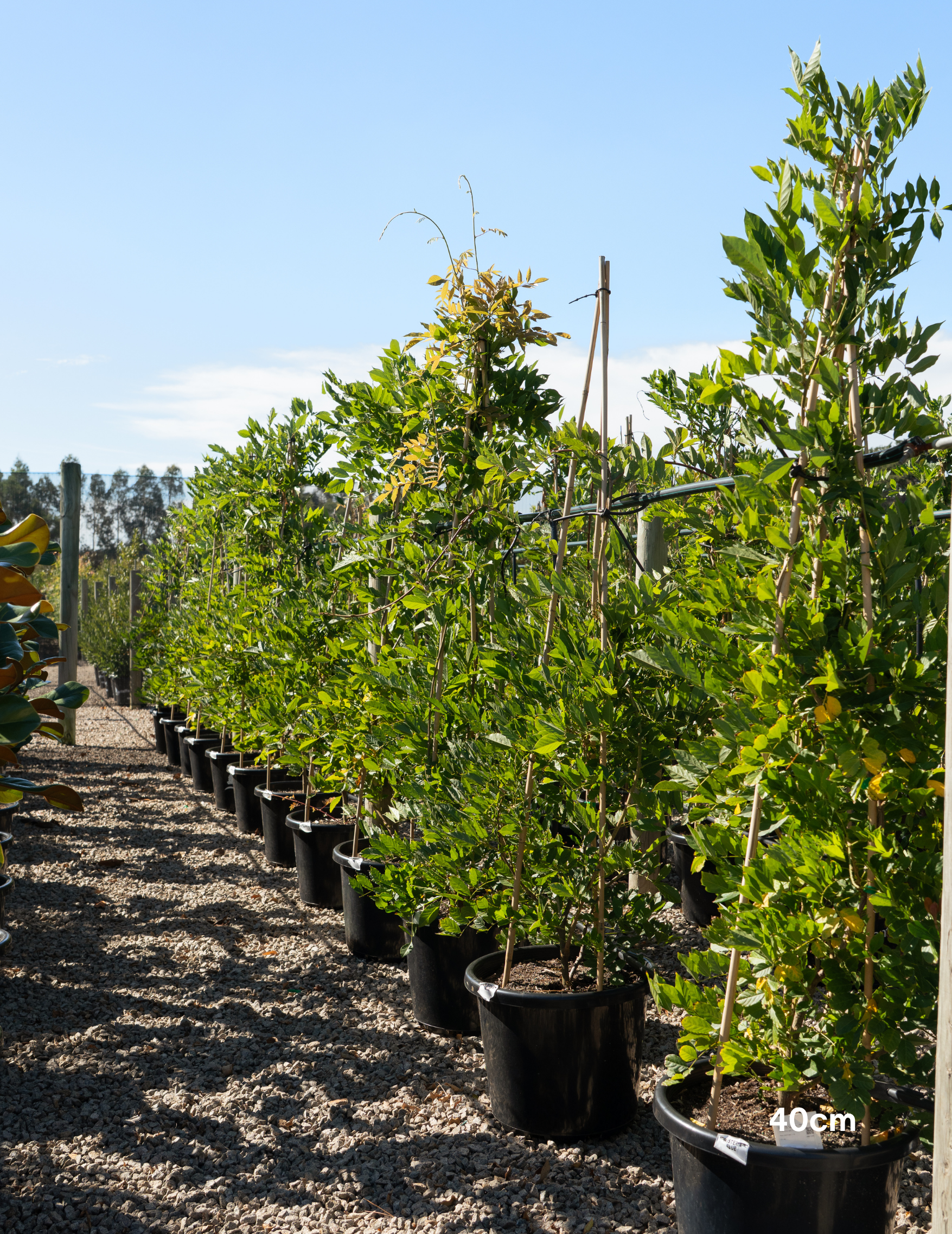 Wisteria sinensis – Chinese Wisteria
