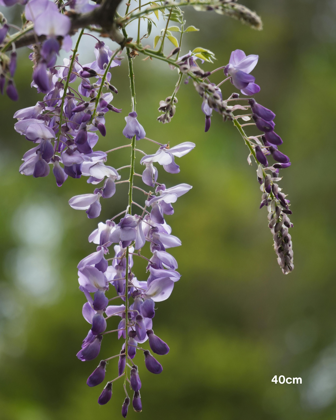 Wisteria sinensis – Chinese Wisteria