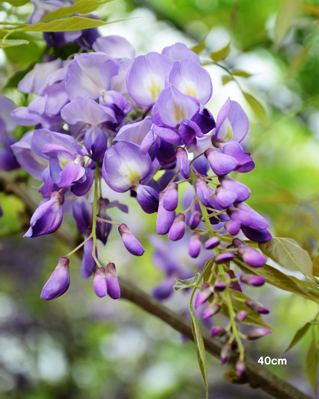 Wisteria sinensis – Chinese Wisteria