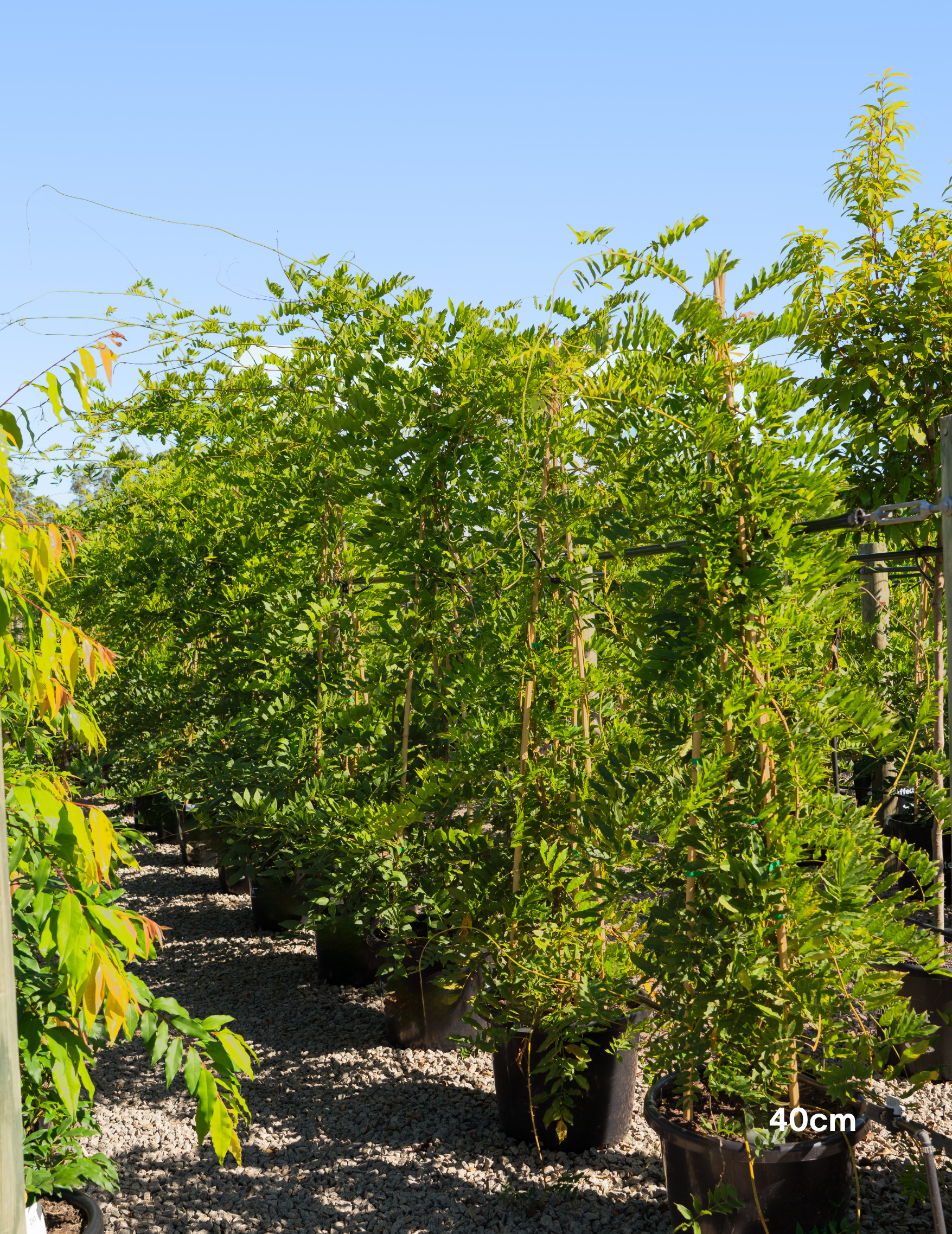Wisteria sinensis ‘Alba’ – White Chinese Wisteria