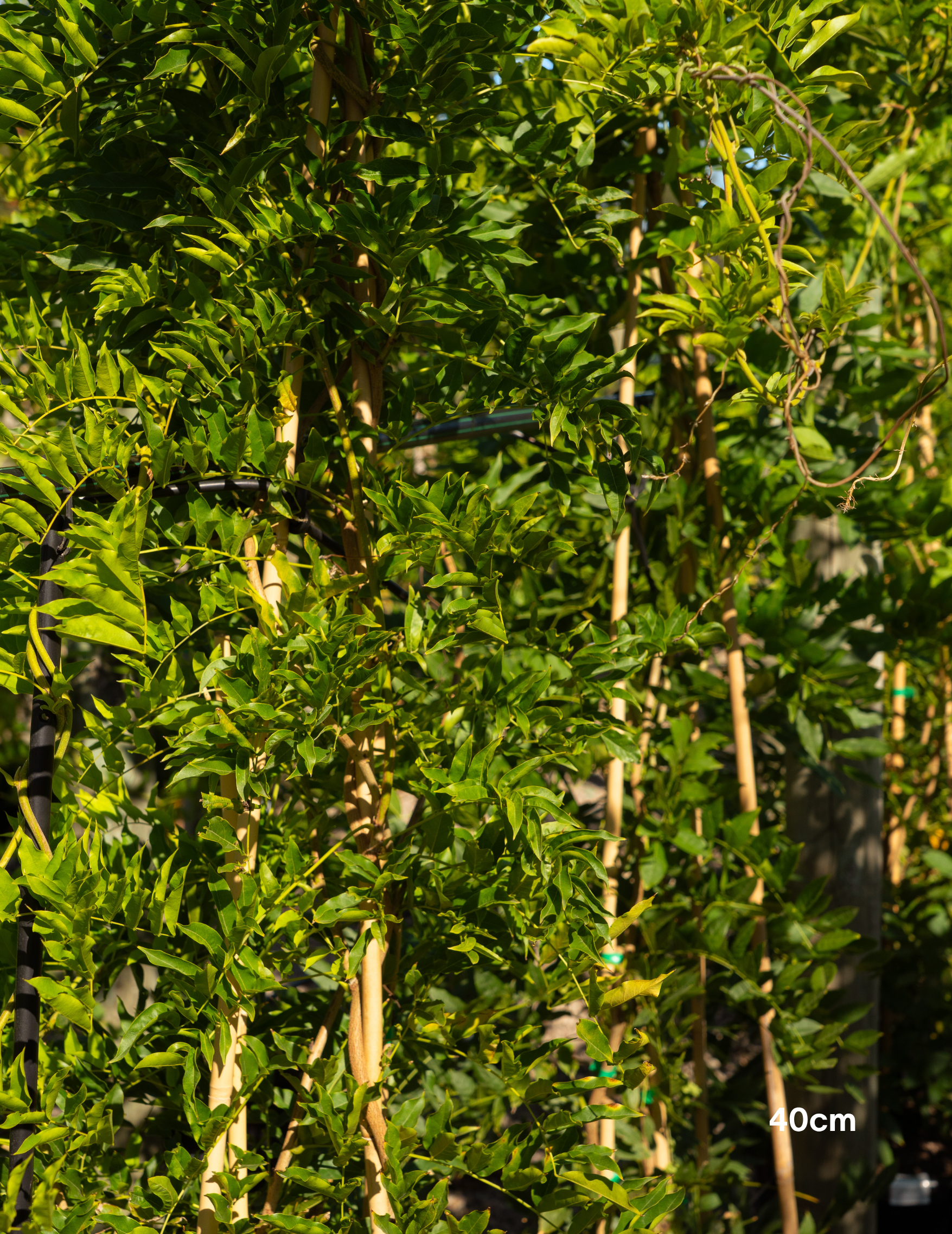 Wisteria sinensis ‘Alba’ – White Chinese Wisteria