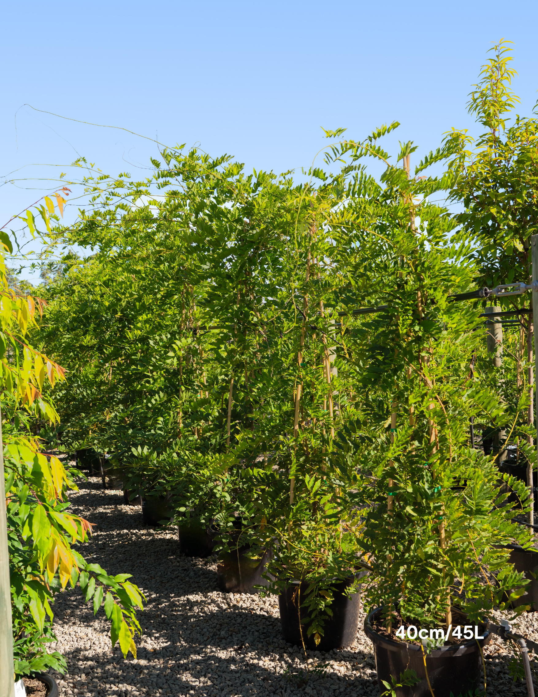 Wisteria sinensis ‘Alba’ – White Chinese Wisteria