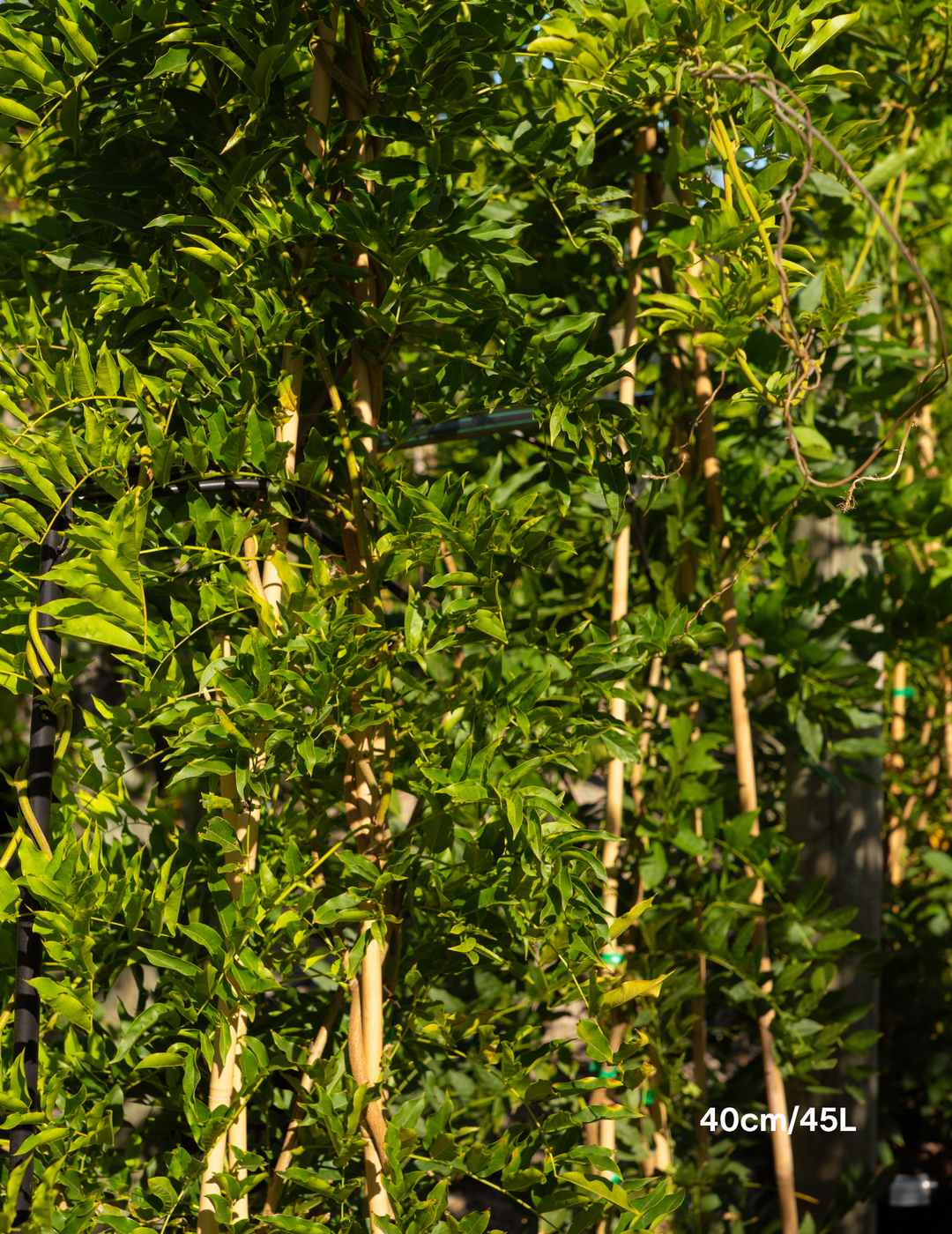 Wisteria sinensis ‘Alba’ – White Chinese Wisteria