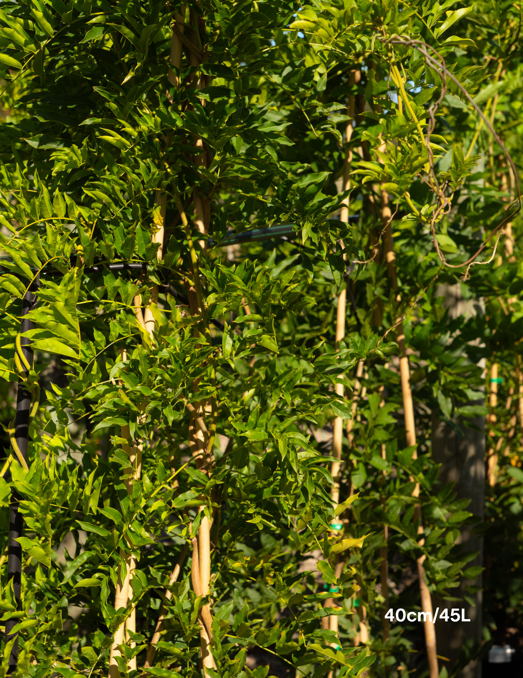Wisteria sinensis ‘Alba’ – White Chinese Wisteria