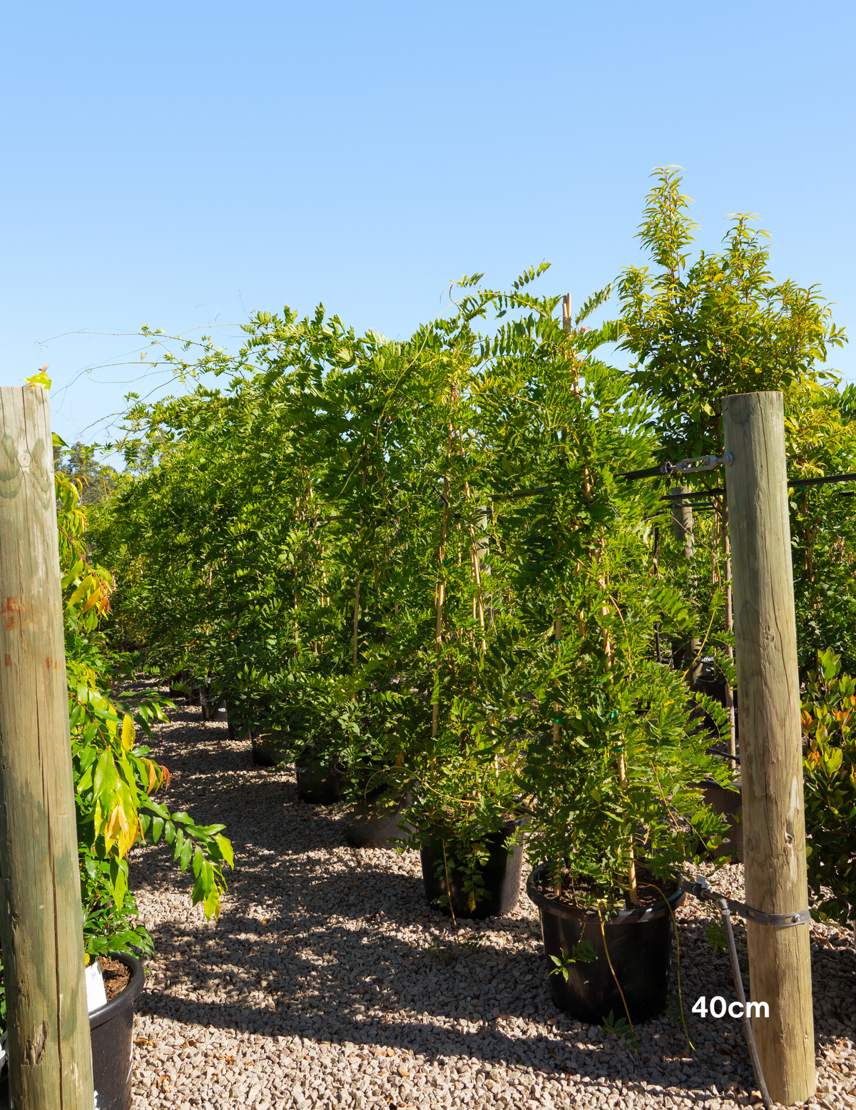 Wisteria sinensis 'Alba'