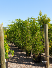 Wisteria sinensis ‘Alba’ – White Chinese Wisteria