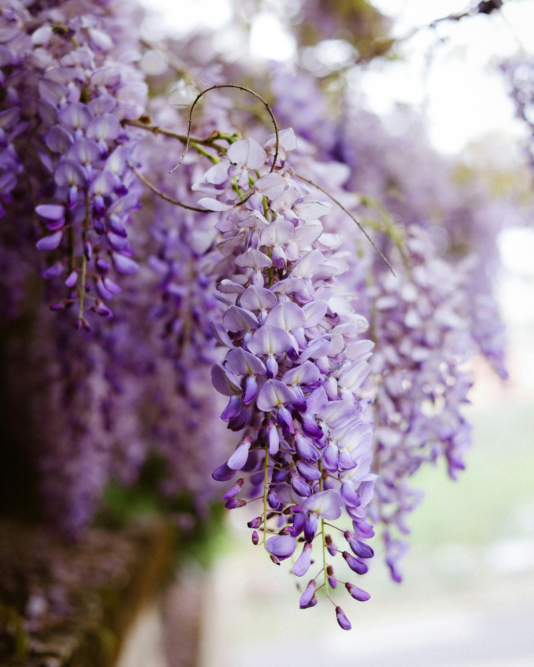 Wisteria sinensis – Chinese Wisteria