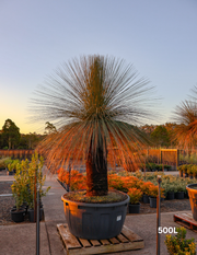 Xanthorrhoea - Evergreen Trees Direct