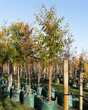 Zelkova serrata ‘Green Vase’ – Green Vase Japanese Zelkova