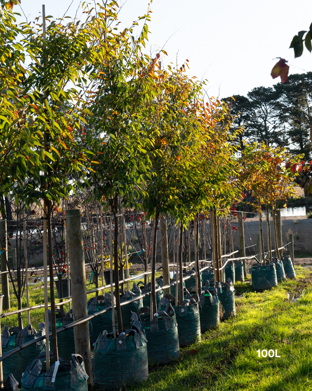 Zelkova serrata ‘Green Vase’ – Green Vase Japanese Zelkova