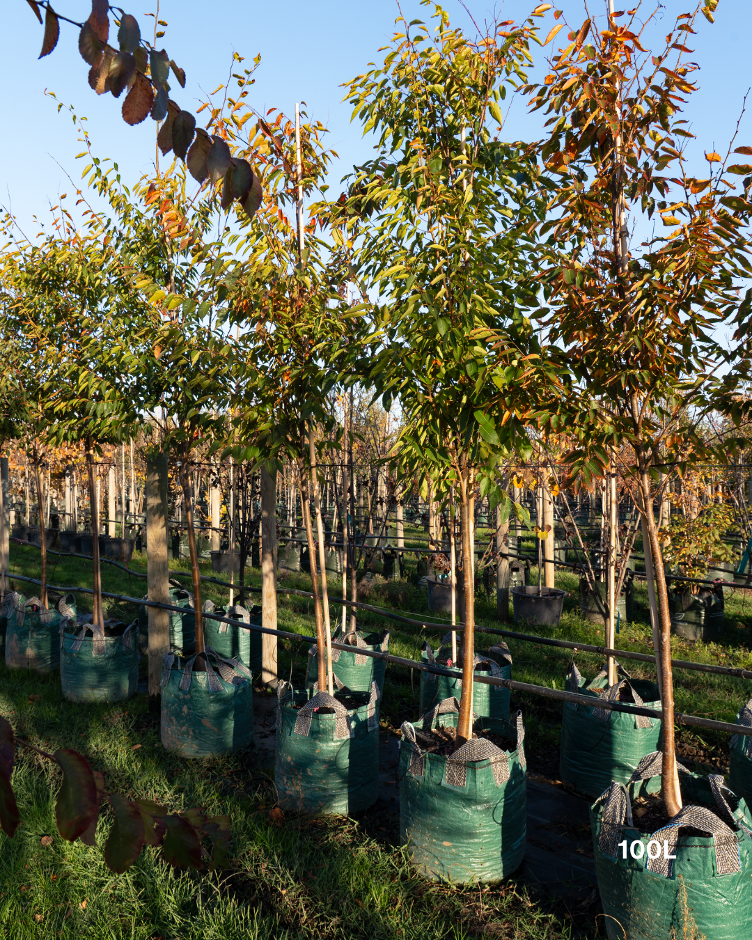 Zelkova serrata ‘Green Vase’ – Green Vase Japanese Zelkova