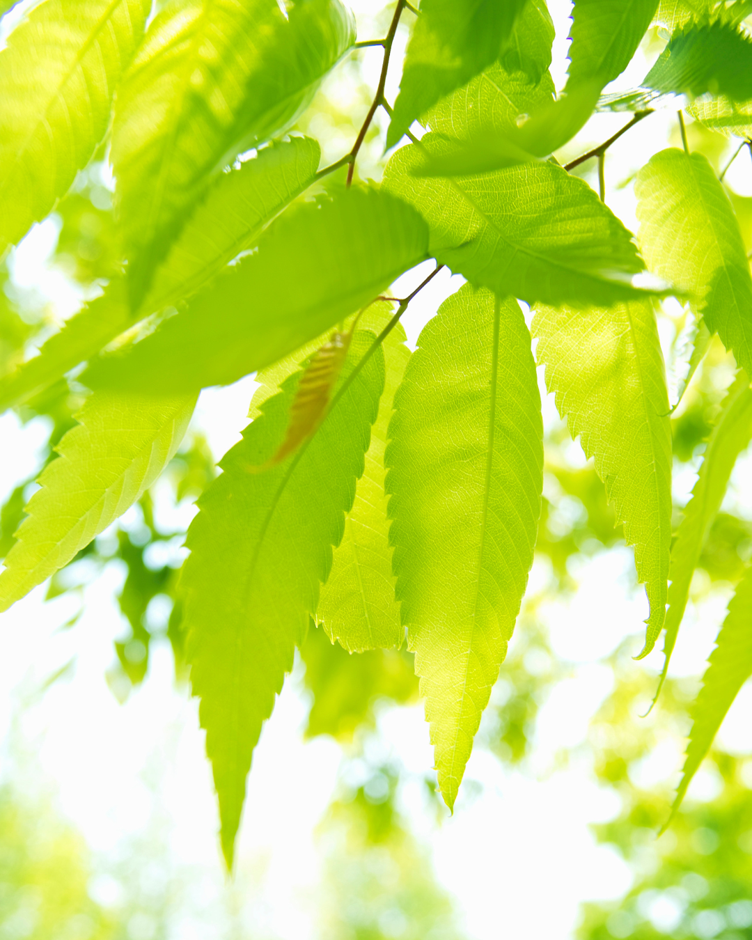 Zelkova serrata ‘Wireless’ – Wireless Japanese Zelkova