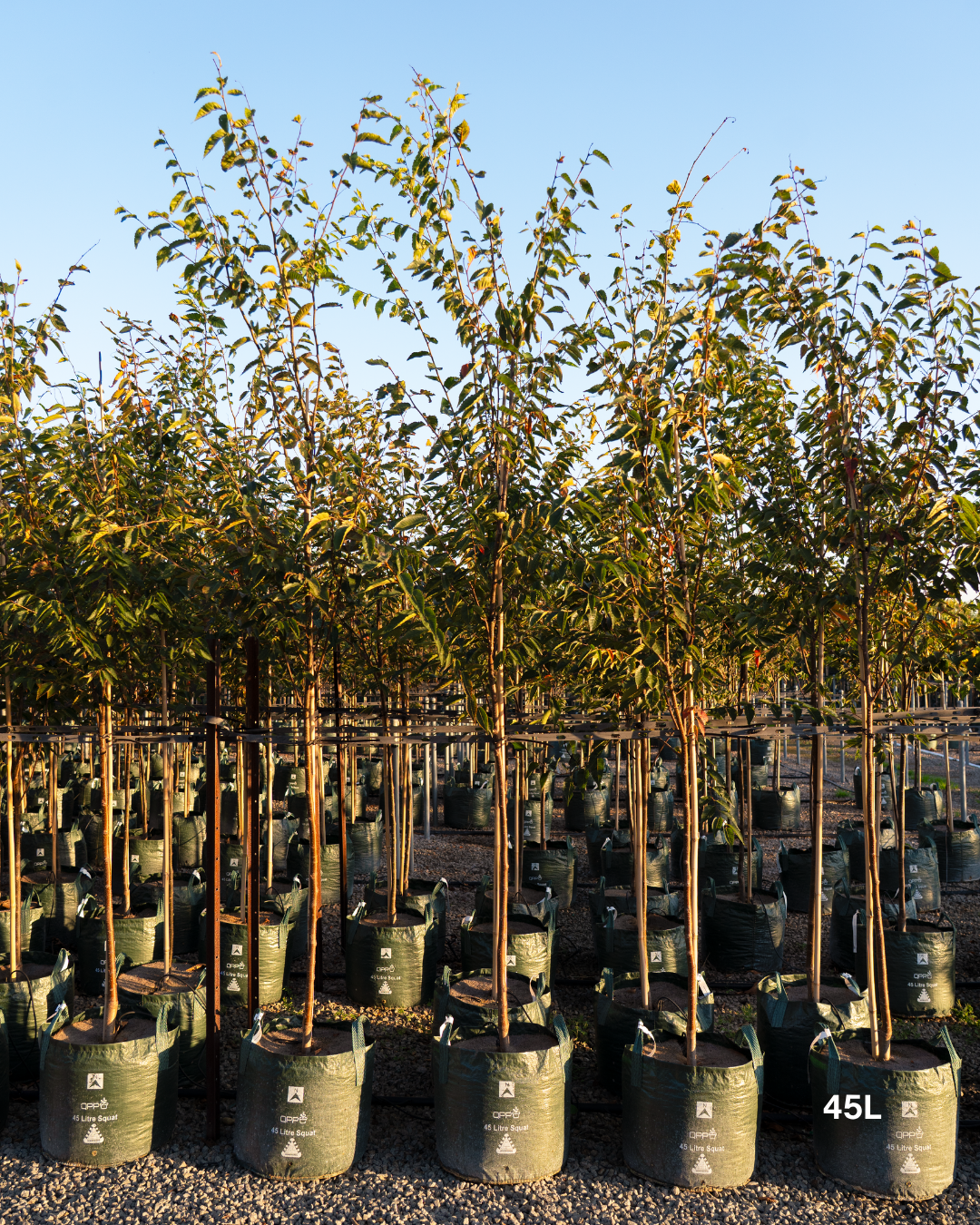 Zelkova serrata (Japanese Elm Tree)