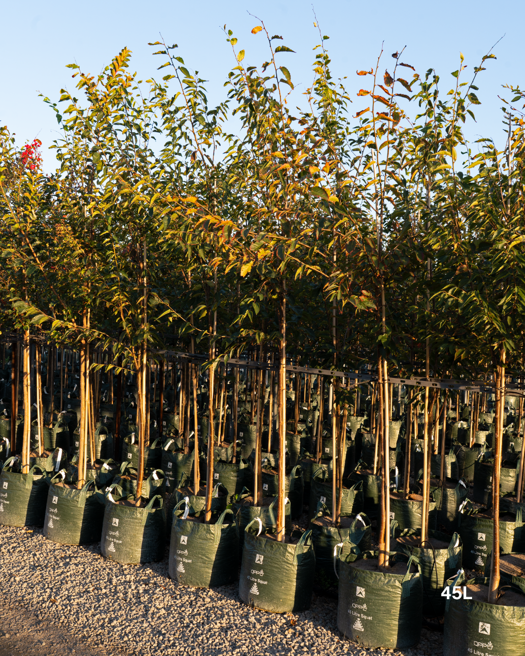Zelkova serrata (Japanese Elm Tree)