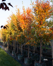 Zelkova serrata (Japanese Elm Tree)