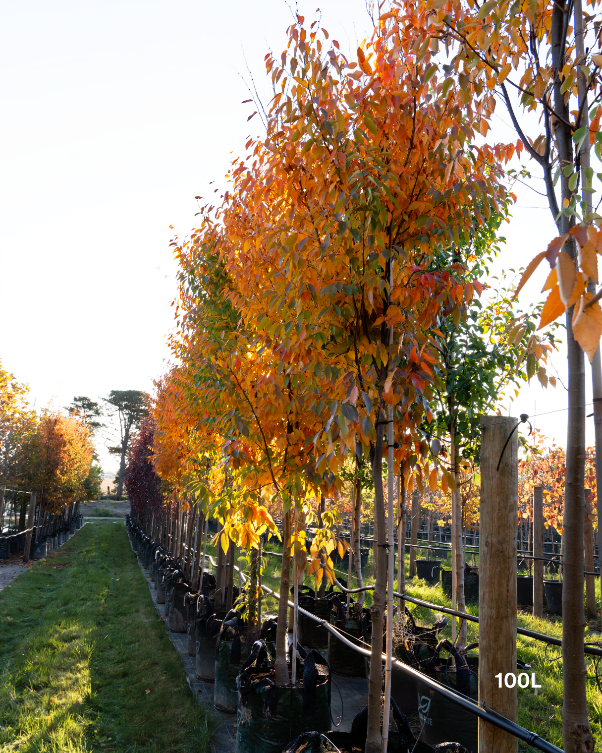 Zelkova serrata (Japanese Elm Tree)