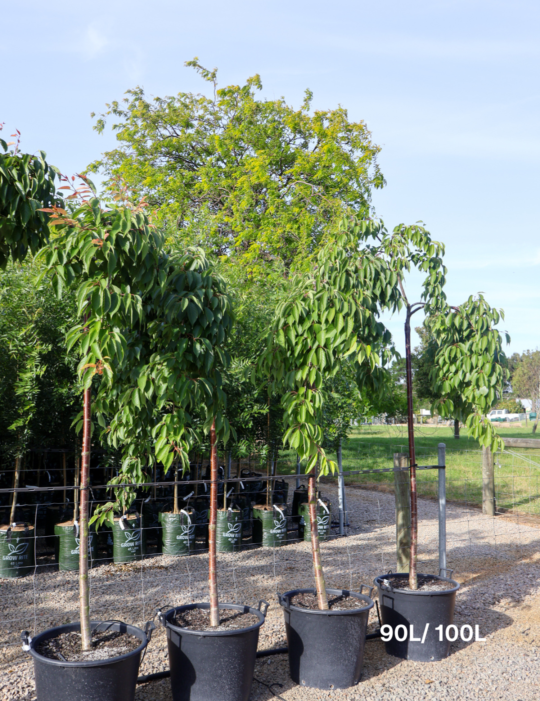 Weeping Cherry - Prunus snofozam 'Snofozam' Weeping STD 1.8m graft 90L/100L - Evergreen Trees Direct