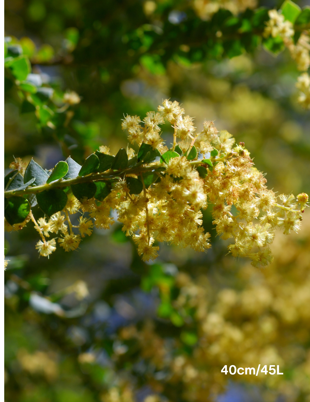 Acacia pravissima - Ovens Wattle