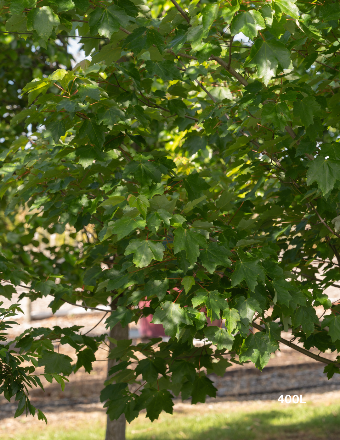 Acer rubrum 'October Glory'