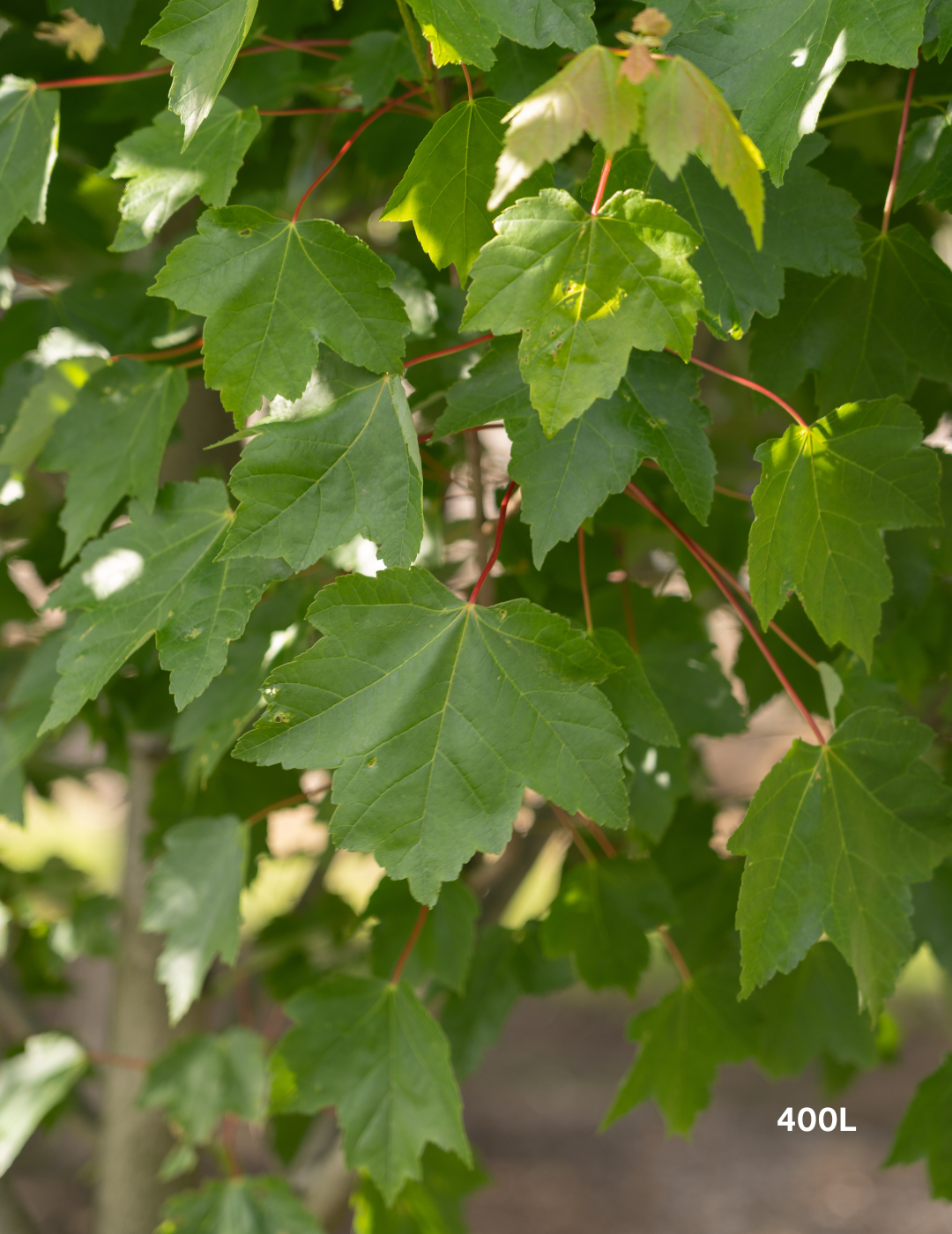 Acer rubrum 'October Glory' - Evergreen Trees Direct