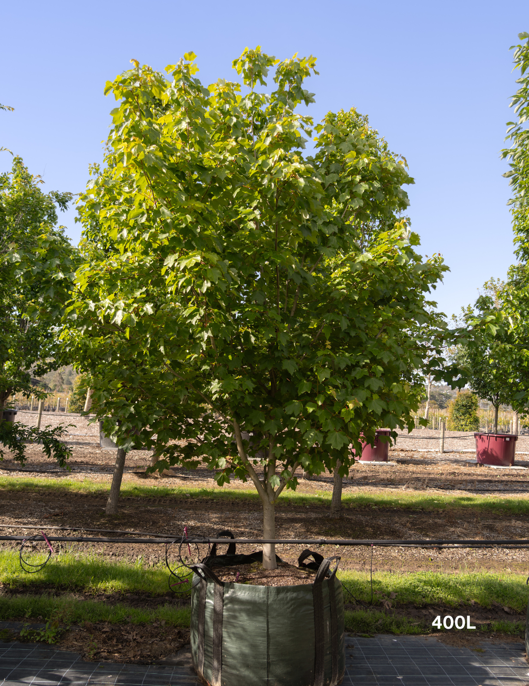 Acer rubrum 'October Glory'