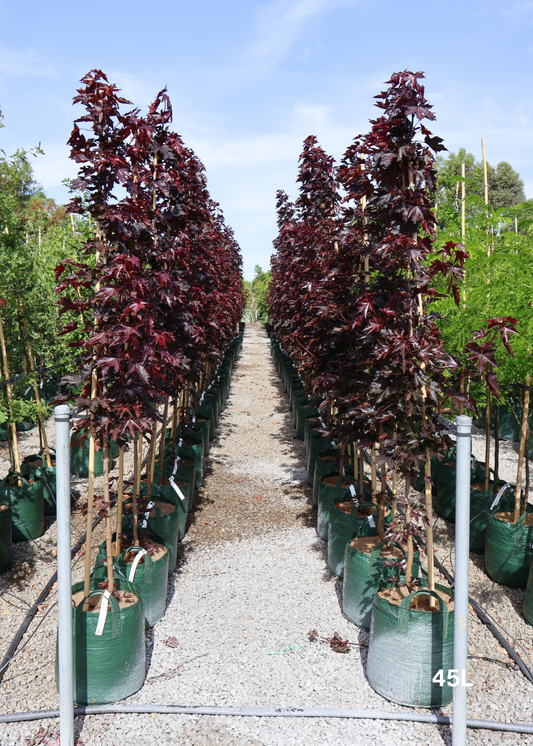 Acer ‘Crimson Sentry’ Maple