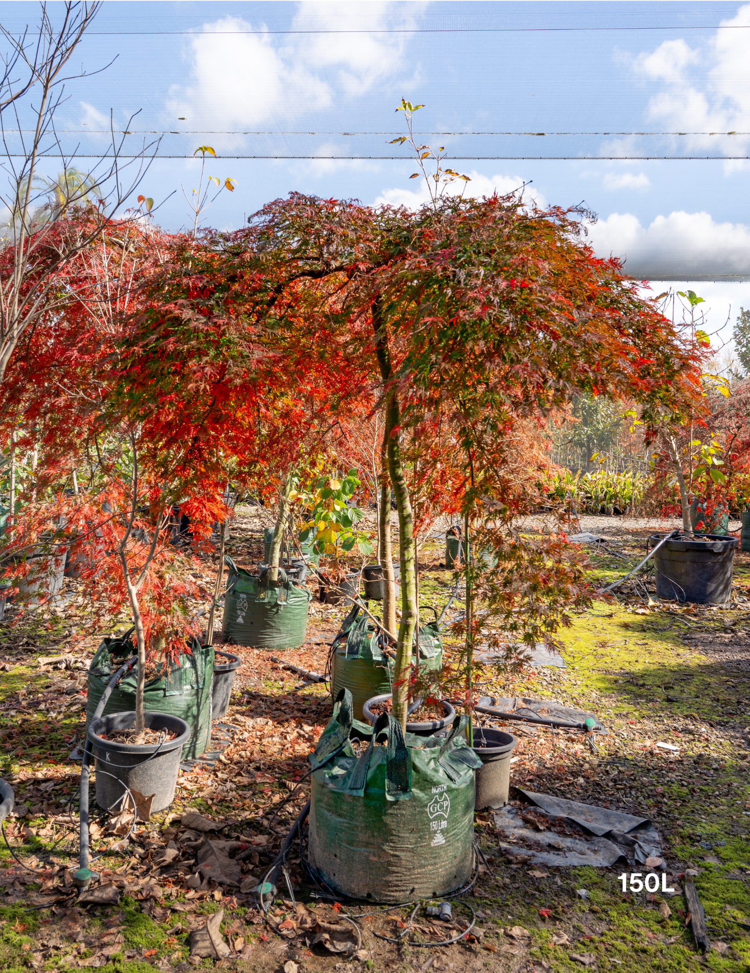Acer palmatum dissectum 'Orangeola' - Weeping Japanese Maple