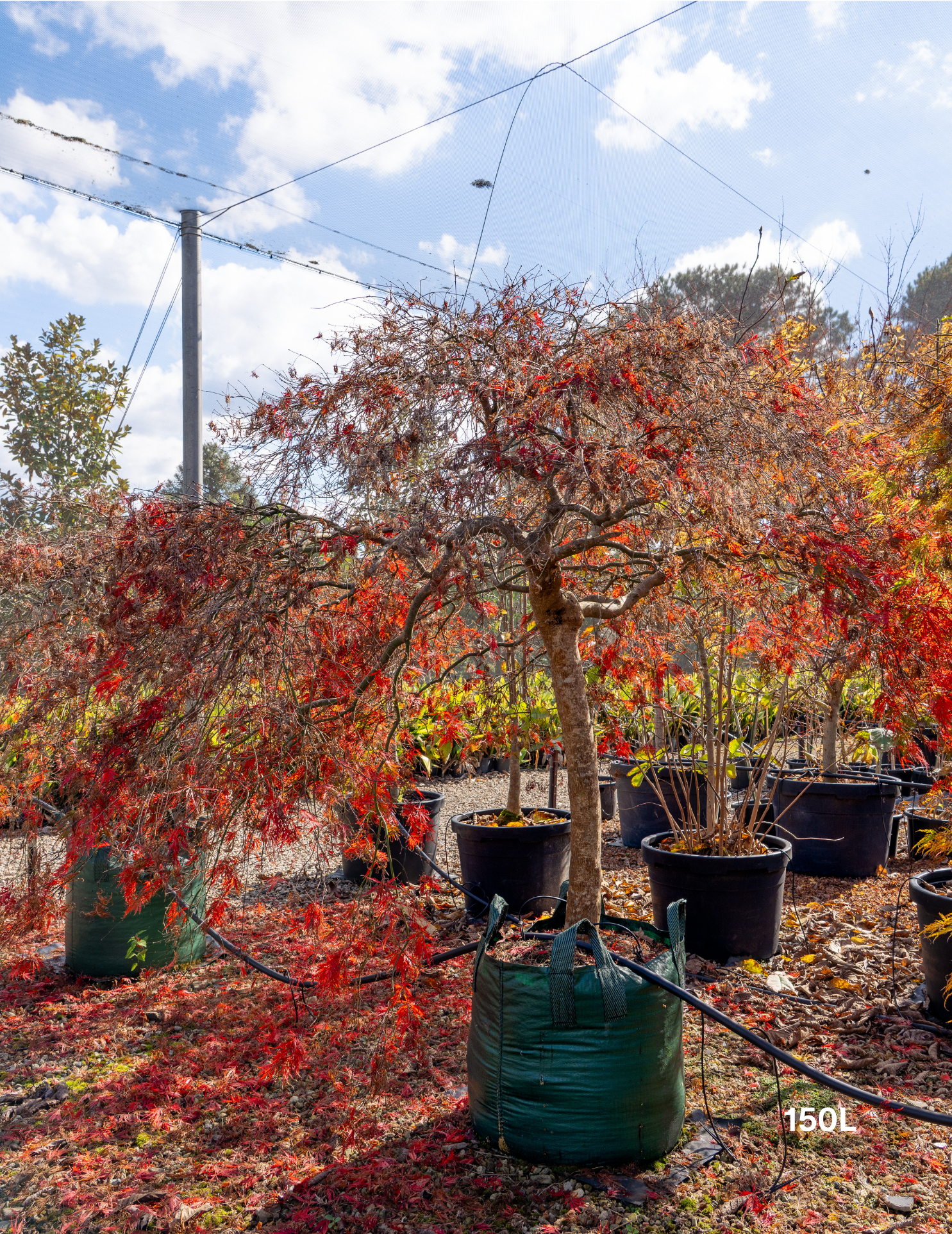 Acer palmatum dissectum 'Orangeola' - Weeping Japanese Maple