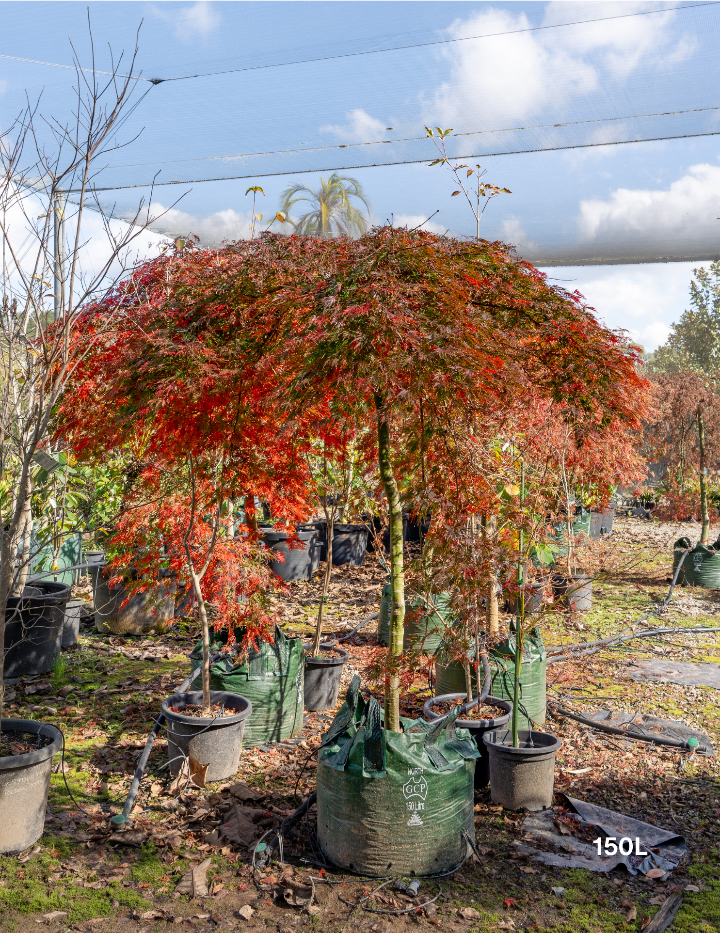 Acer palmatum dissectum 'Orangeola' - Weeping Japanese Maple