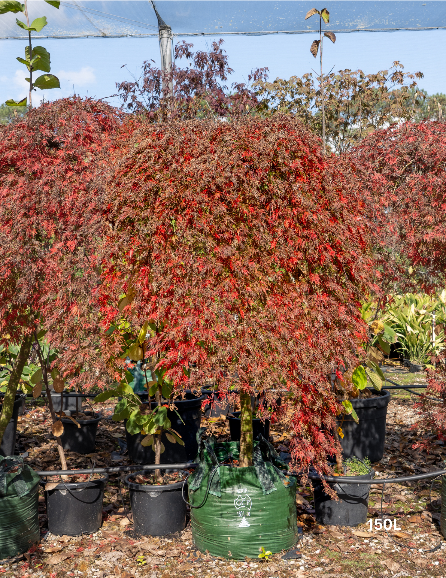 Acer palmatum dissectum 'Orangeola' - Weeping Japanese Maple