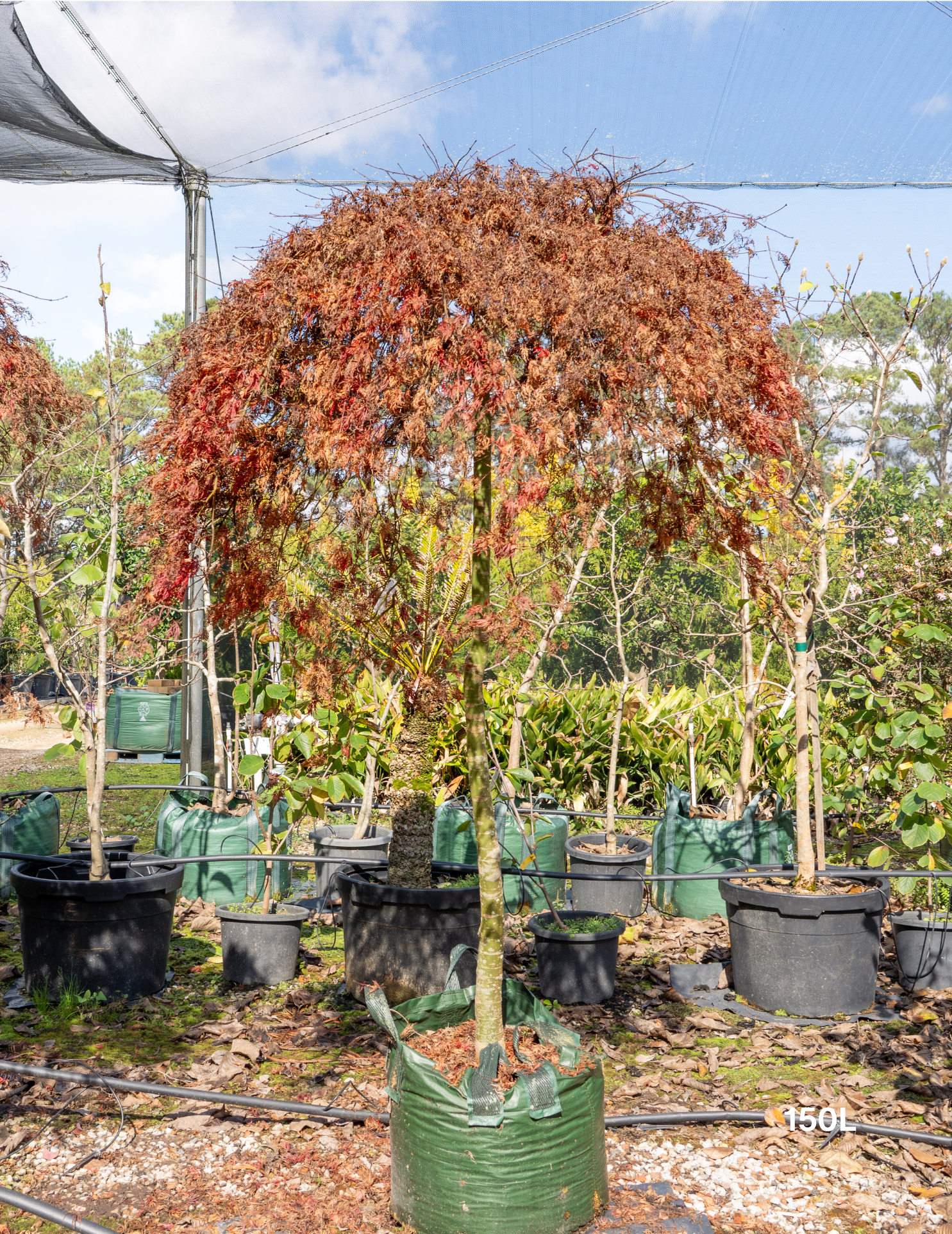 Acer palmatum dissectum 'Orangeola' - Weeping Japanese Maple