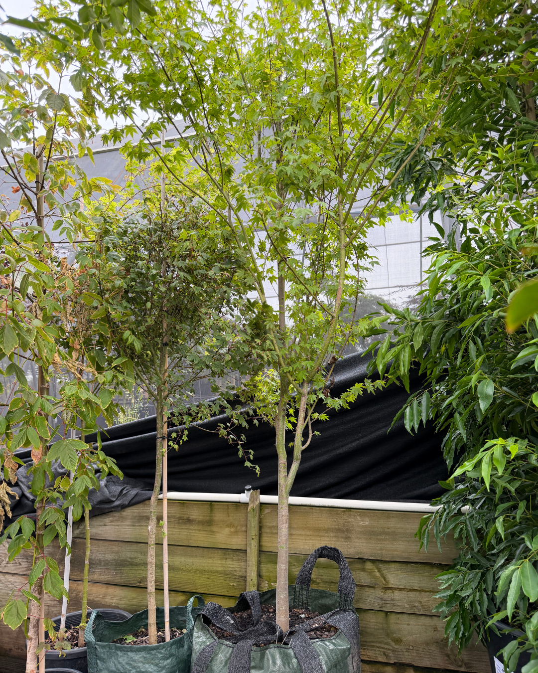 Acer palmatum - Japanese Maple - DECEMBER SALE