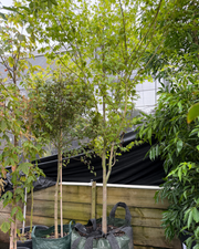 Acer palmatum - Japanese Maple - DECEMBER SALE