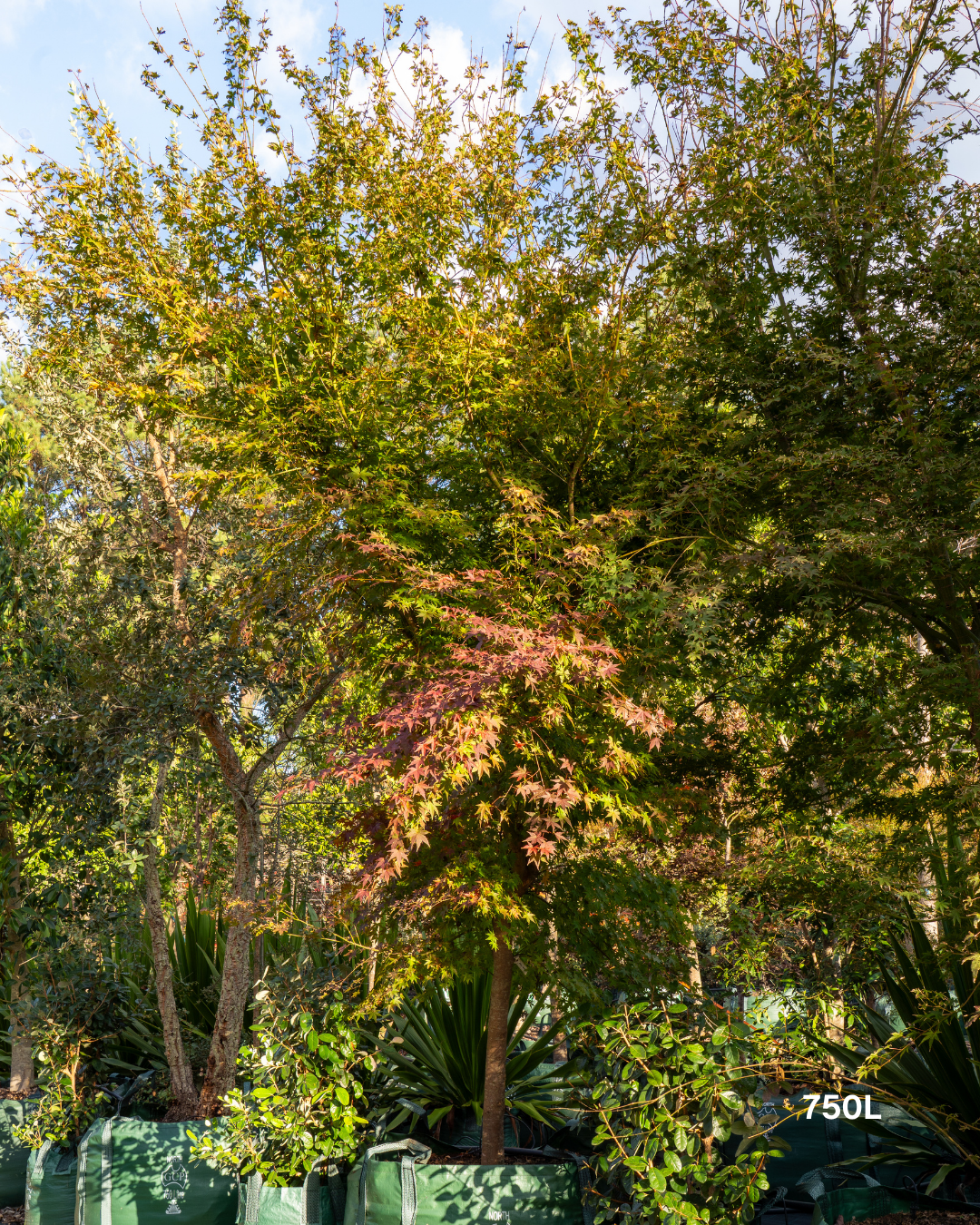 Acer palmatum Japanese Maple
