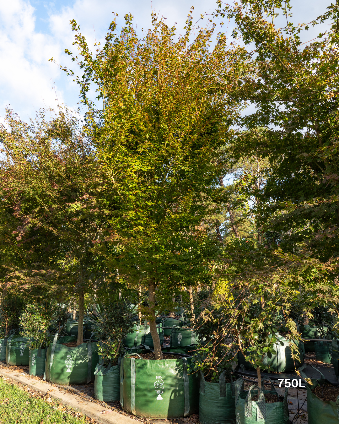 Acer palmatum Japanese Maple