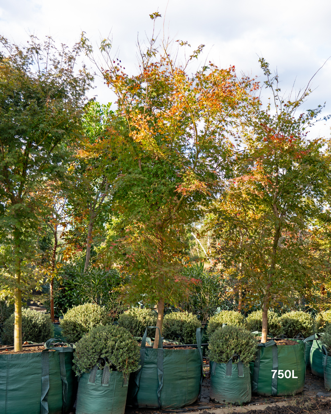 Acer palmatum Japanese Maple