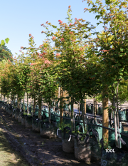 Acer vitifolium - Grape-leaved Maple - Evergreen Trees Direct